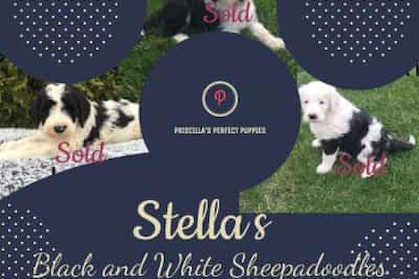 Stella's Past Litters