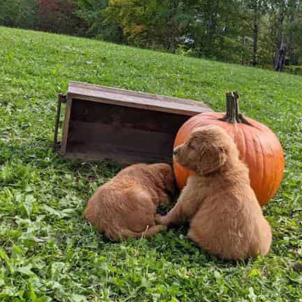 Puppies choose grass over pumpkin.