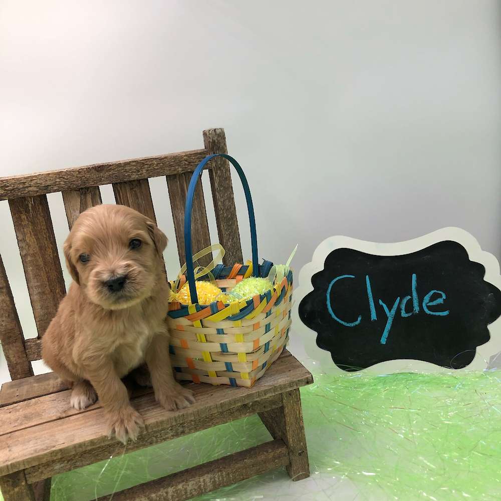 Clyde!