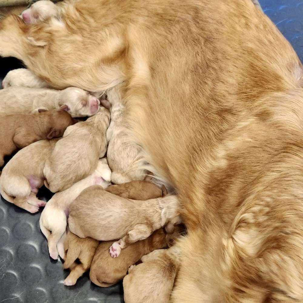 Breezy's Puppies Arrived