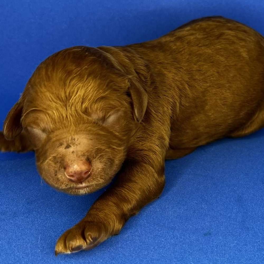 Mini Poodle Females Born!