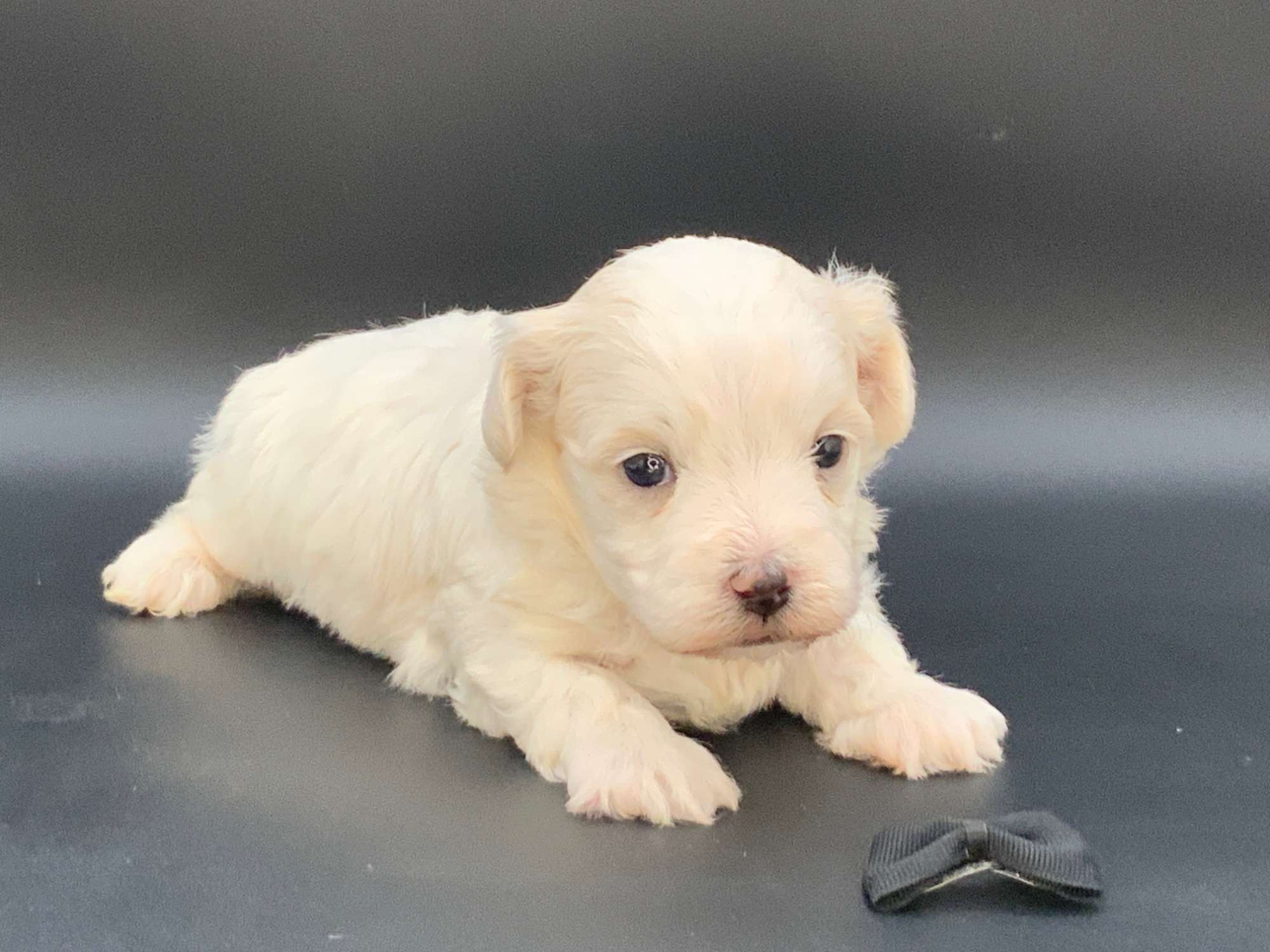 View Our Featured Puppies!