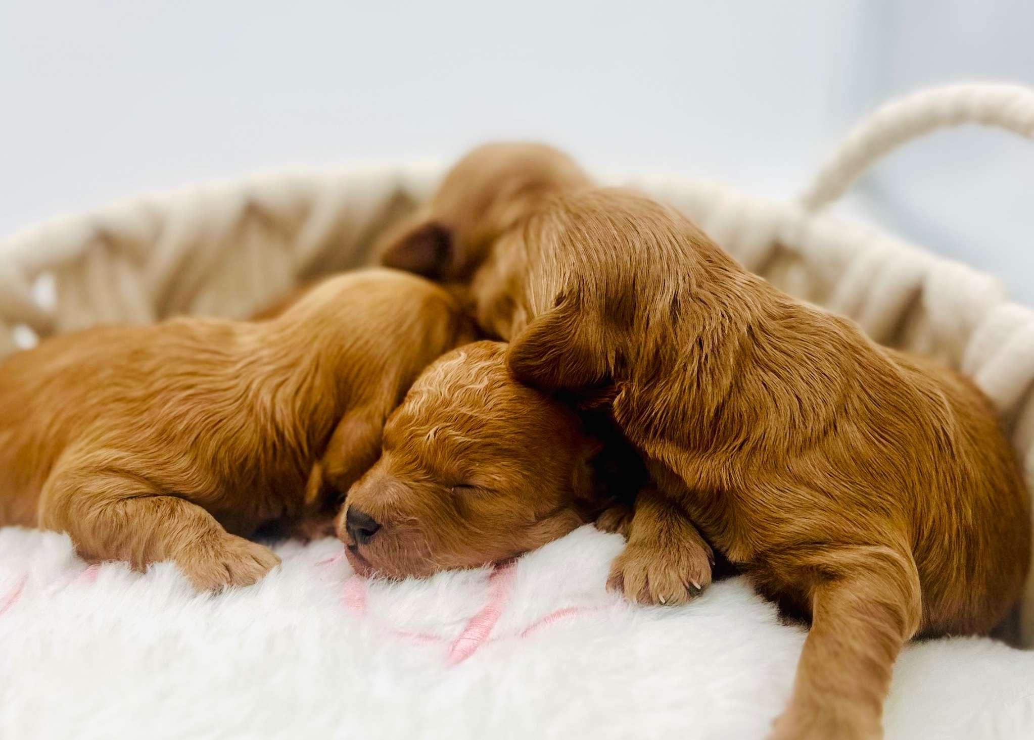 LITTERS!