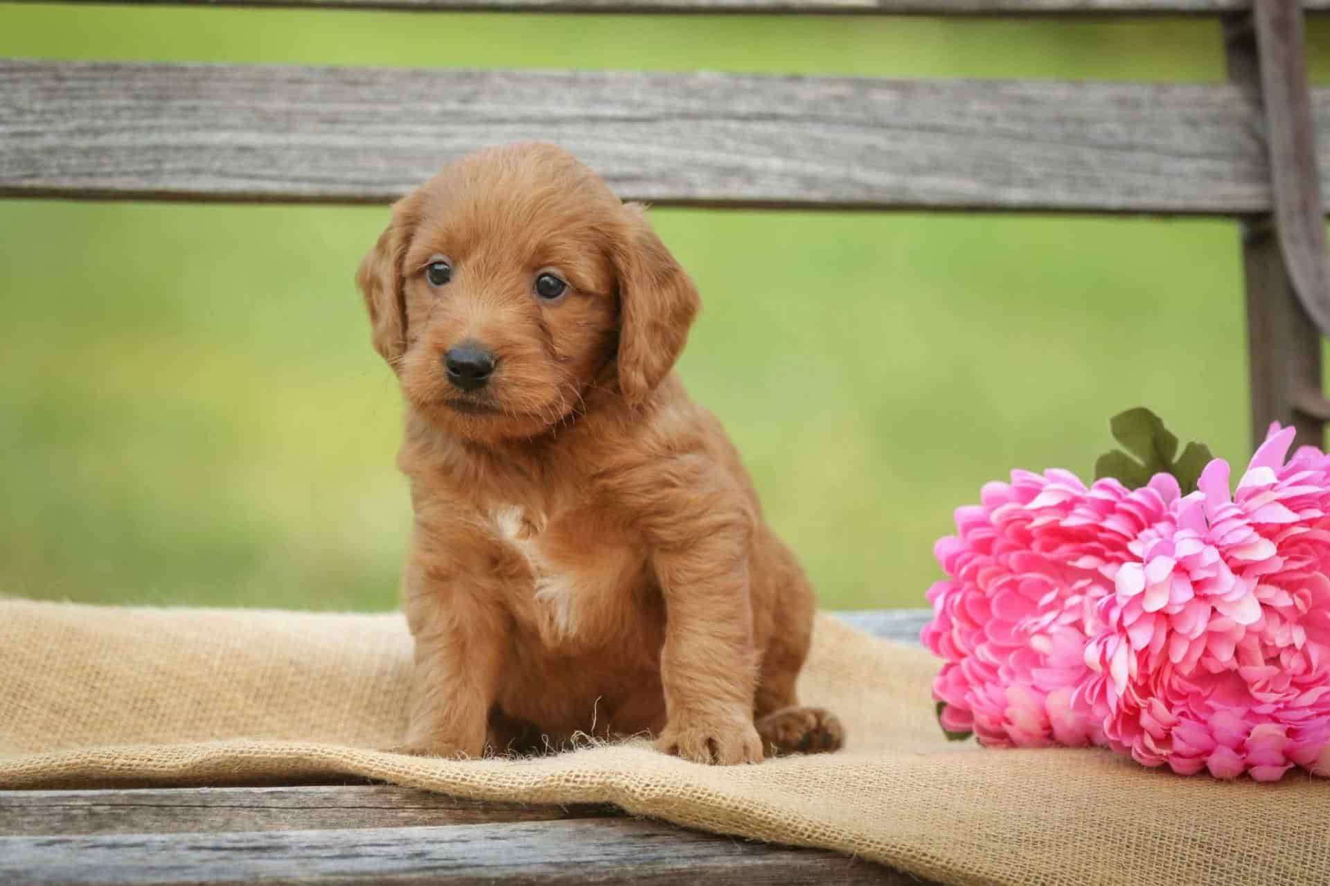 Mini Goldendoodle Breeder