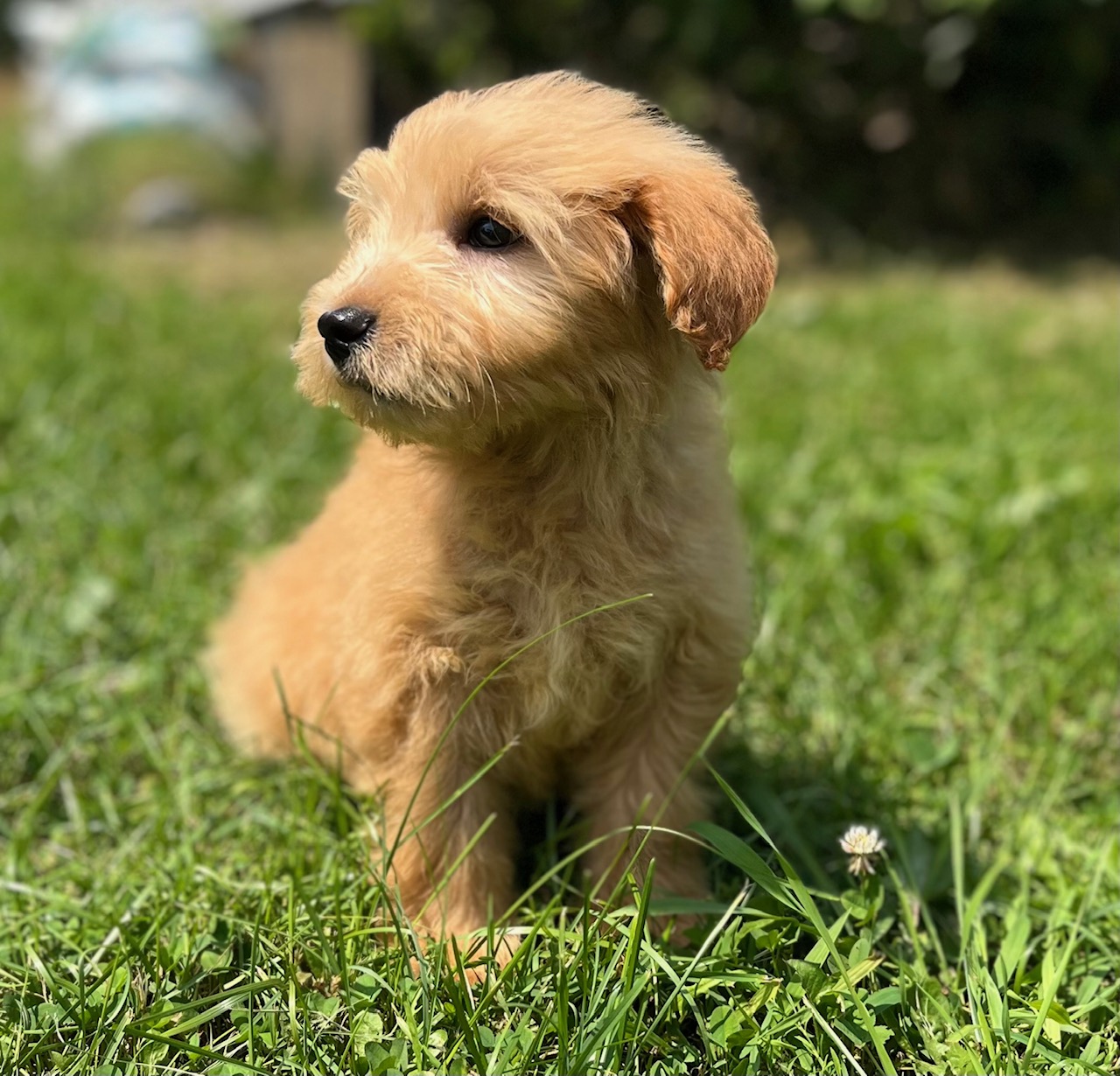 Respect training for hot sale puppies michele welton