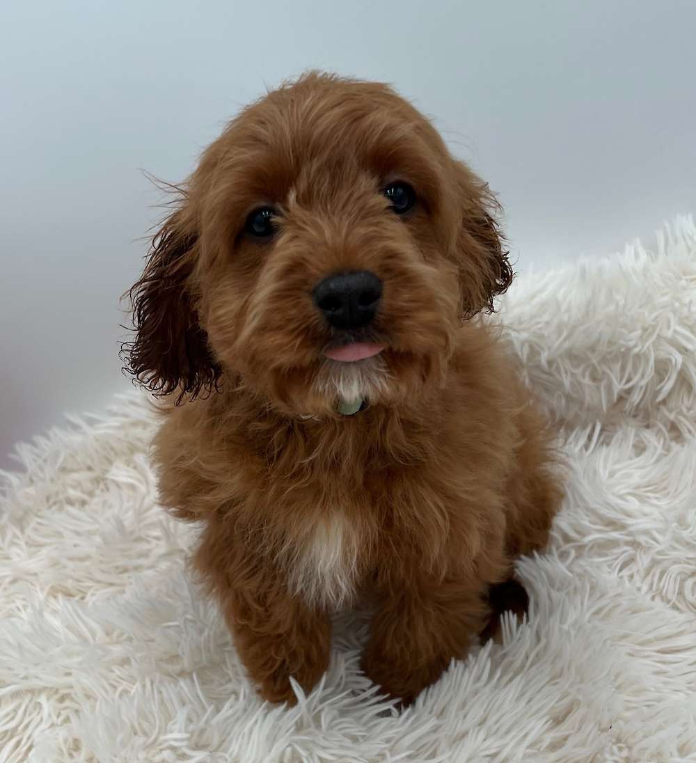 One Cavapoo Looking For A Family 18 Weeks