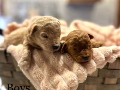 Missy's AKC Mini Poodles
