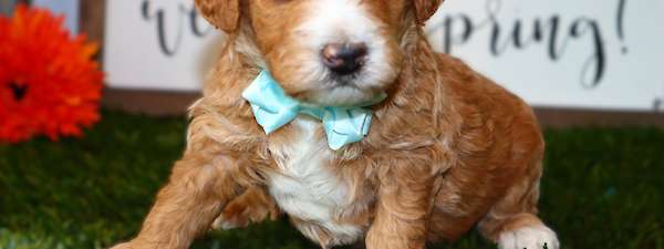 Mini Goldendoodle Litter $2500