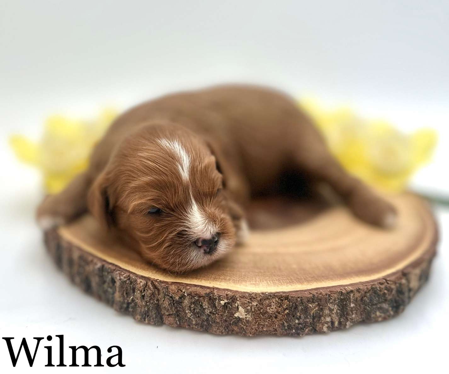 Red and White Cavapoo Puppies