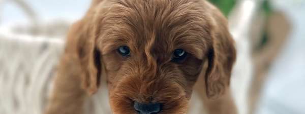 Mini F1 Goldendoodles