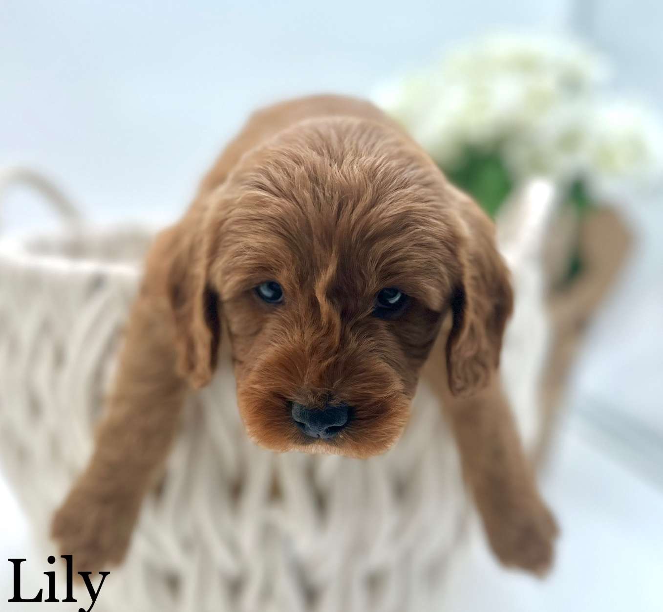 Mini F1 Goldendoodles