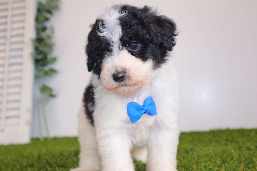 Toy Poodles $2500