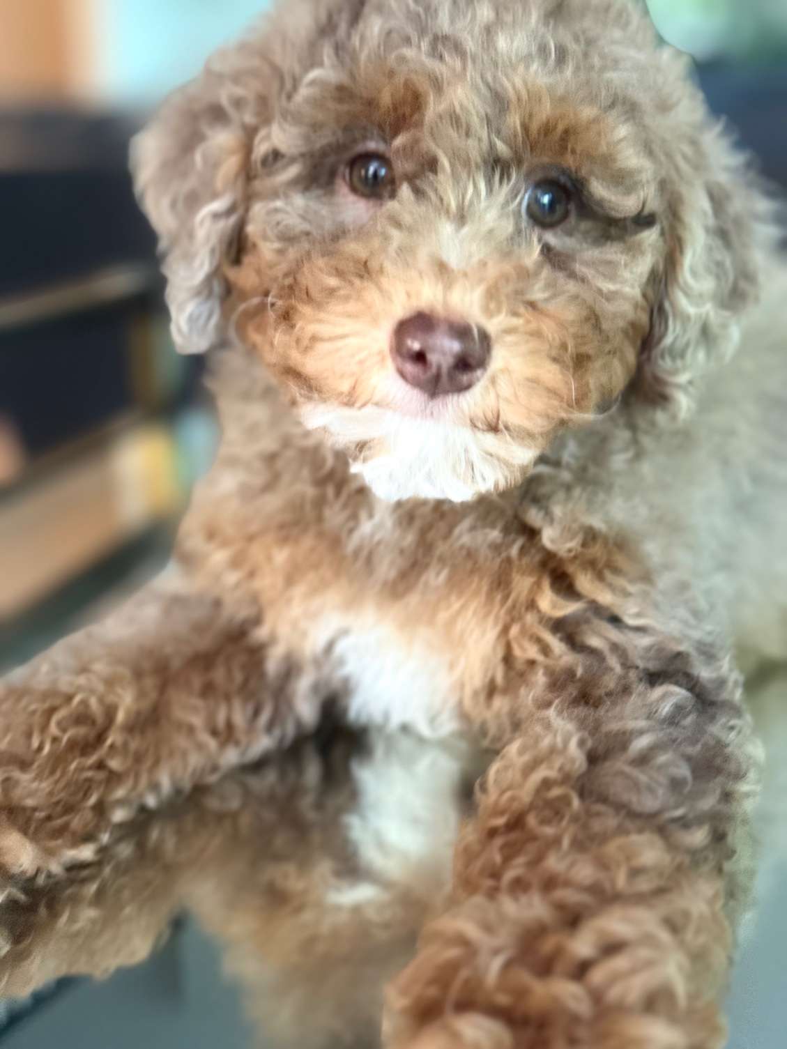 Toy Poodles Expected at Christmas!