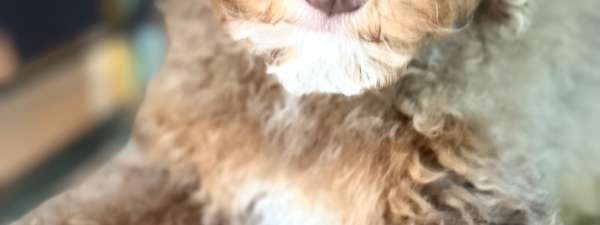 Toy Poodles Expected at Christmas!