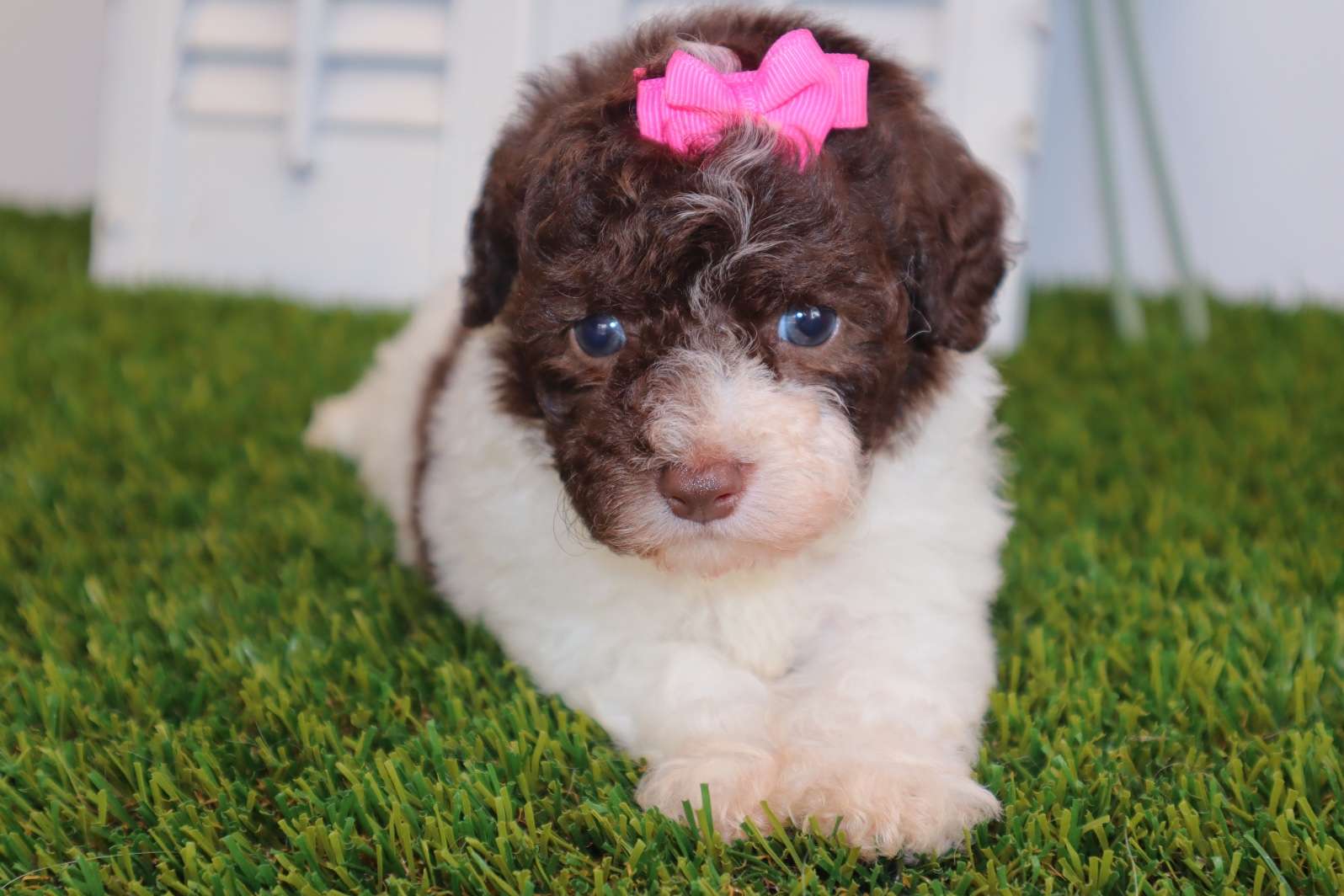Toy Poodles