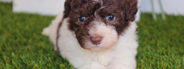 Toy Poodles