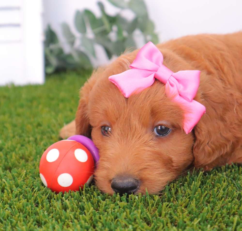 Goldendoodles Ready Now!