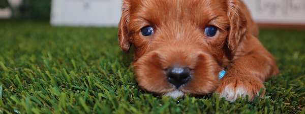 Cavapoo Puppies Ready in September
