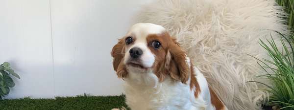 Cavapoo Puppies Ready in September