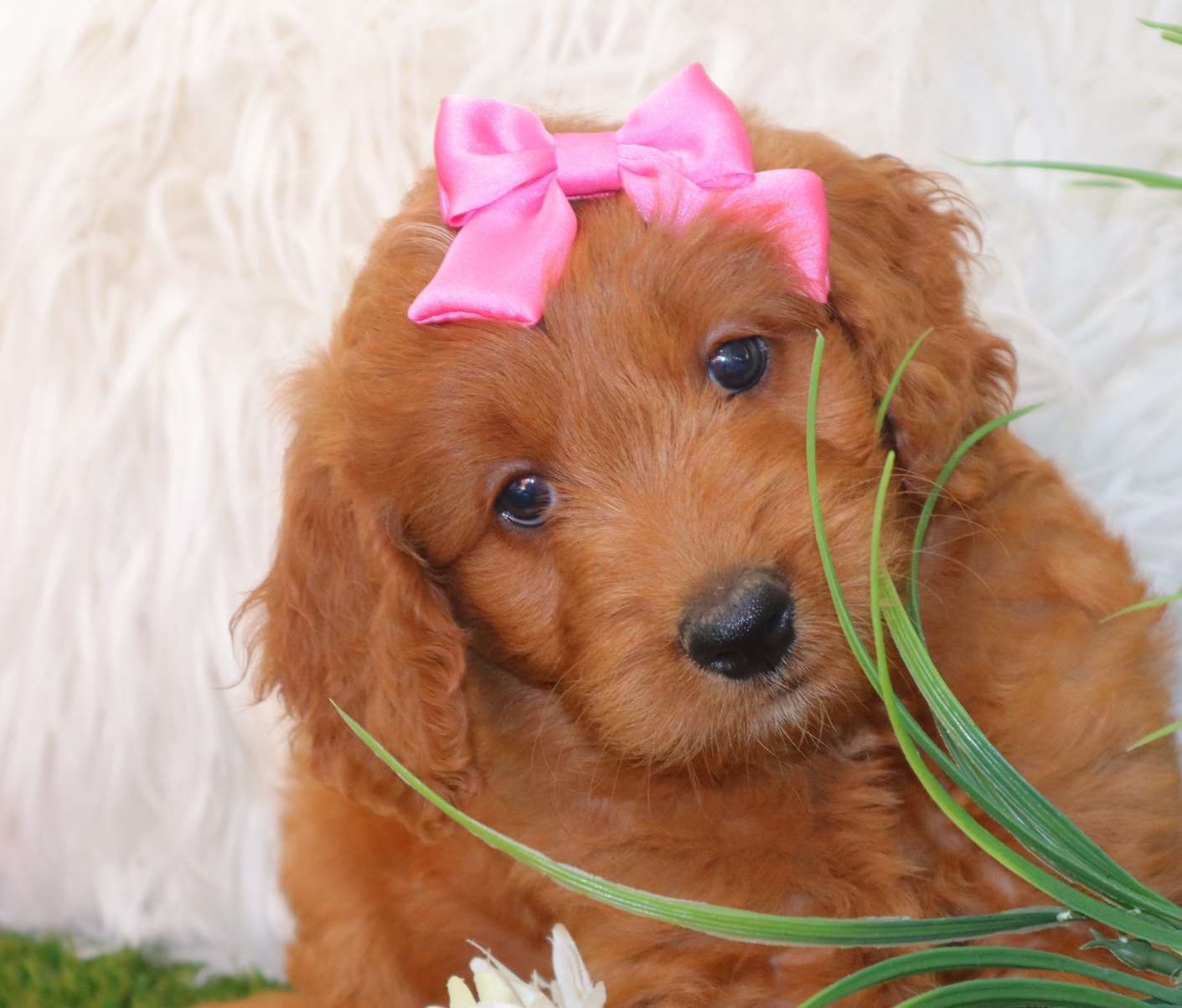 Mini Goldendoodles