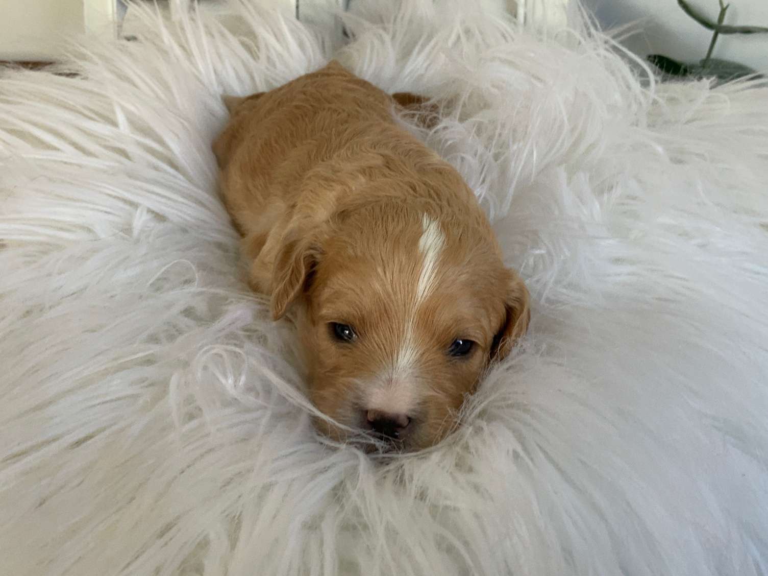 Cavapoos