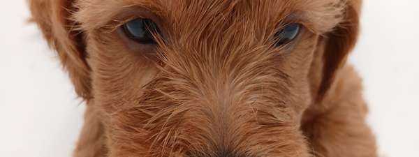 Bella's mini Labradoodles