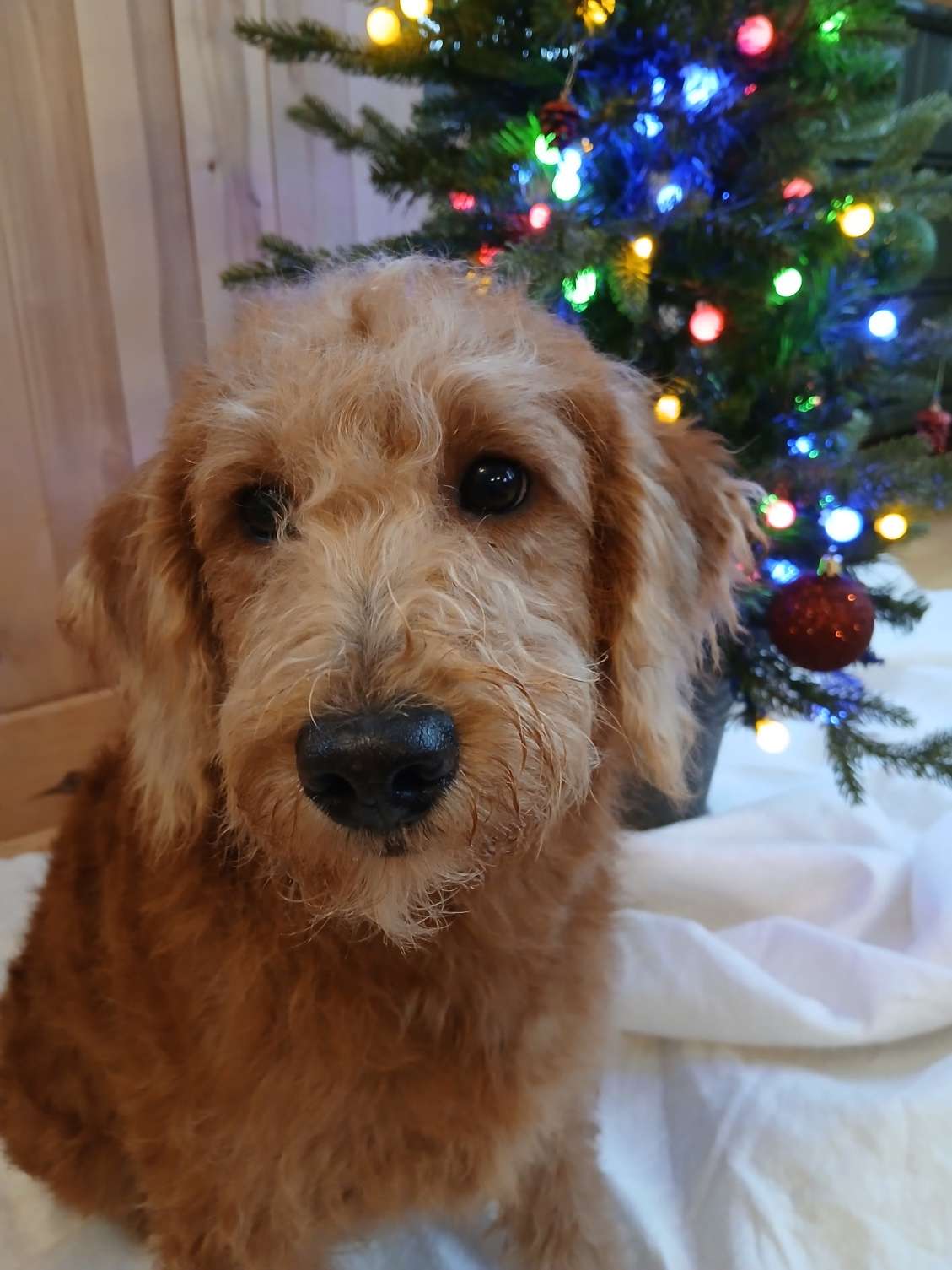Bella's mini Labradoodles