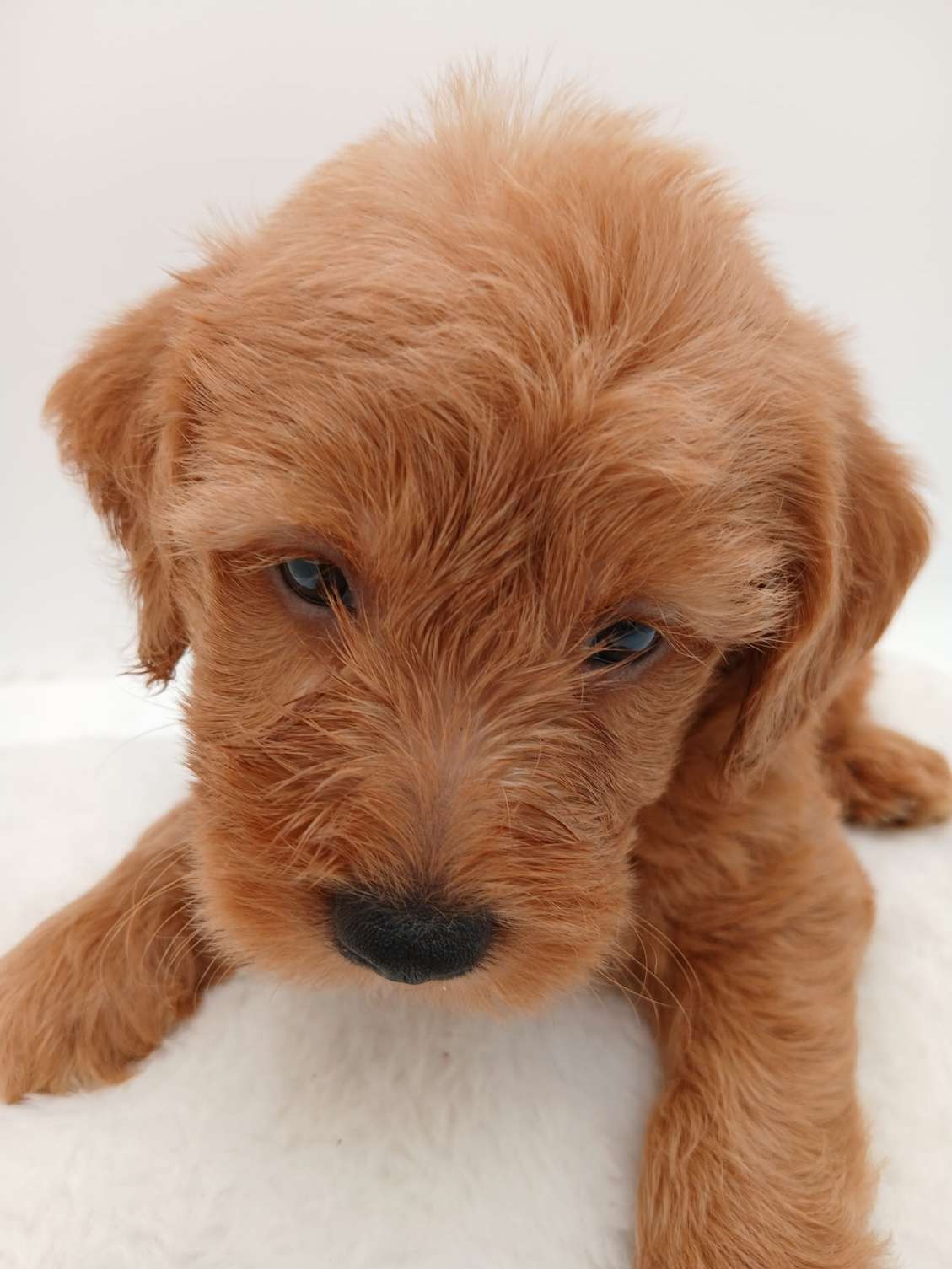 Bella's mini Labradoodles
