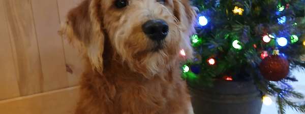 Bella's mini Labradoodles