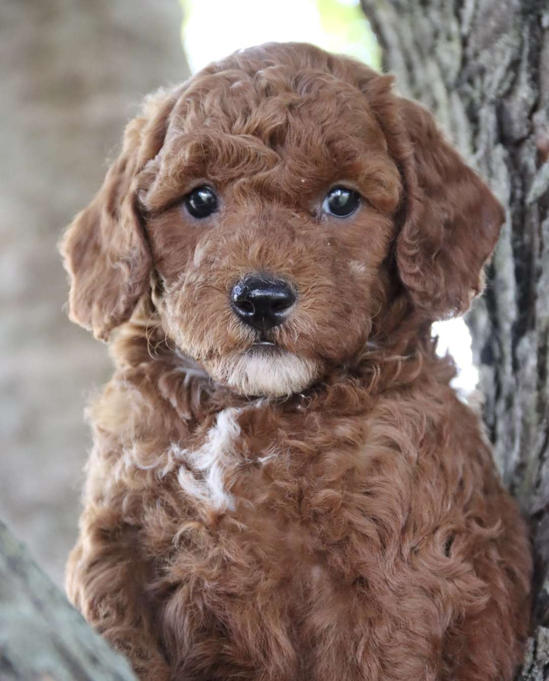 Petite Goldendoodles