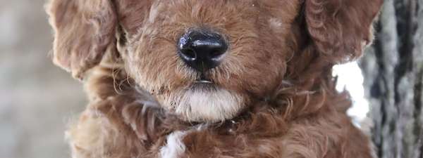Petite Goldendoodles