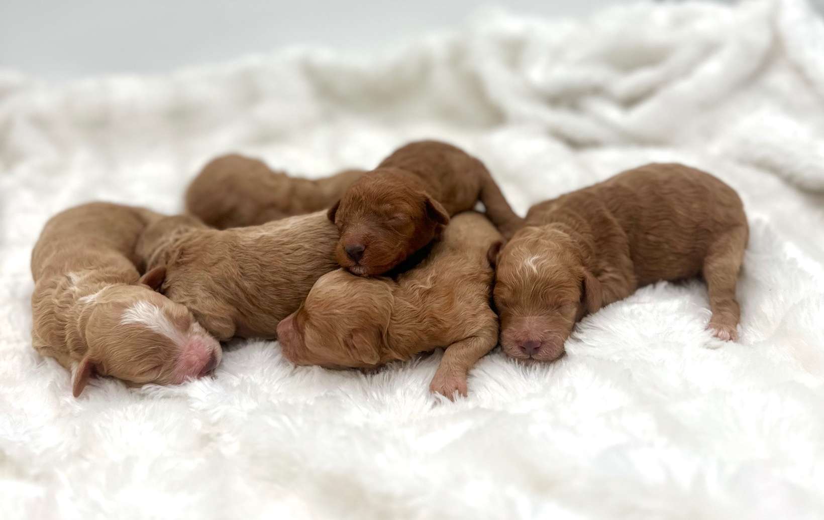 Mini Poodles! $2500