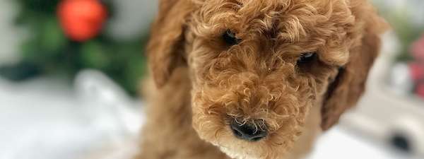 Mini Poodles! $1500 to $2500