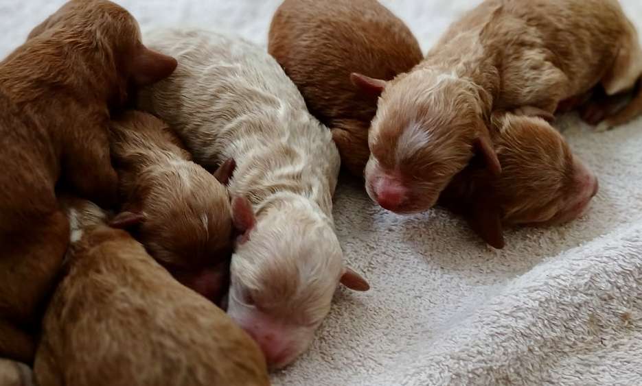 Mini Poodles! $1500 to $2500