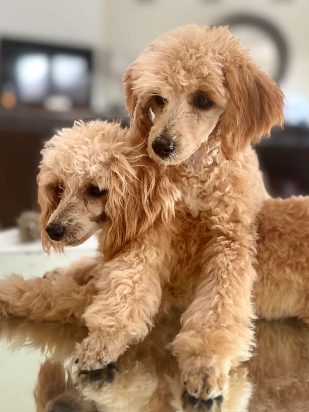 Older Toy Poodles Trained and ready!