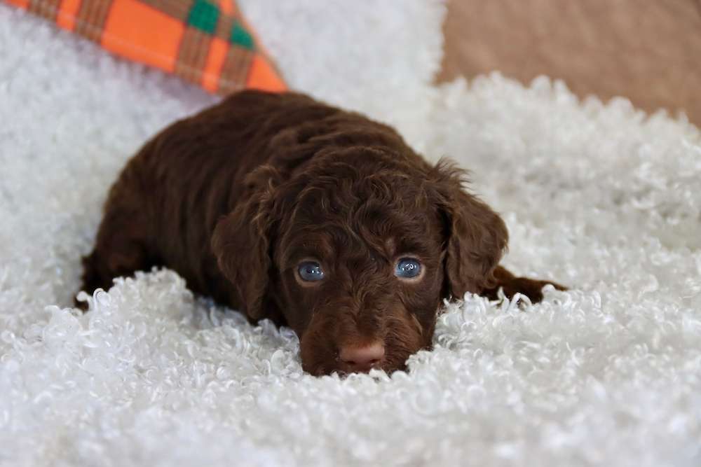 Crate Trained and Ready for Christmas!