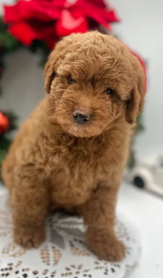 Petite Goldendoodle Female $2500