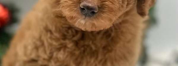 Petite Goldendoodle Female $2500