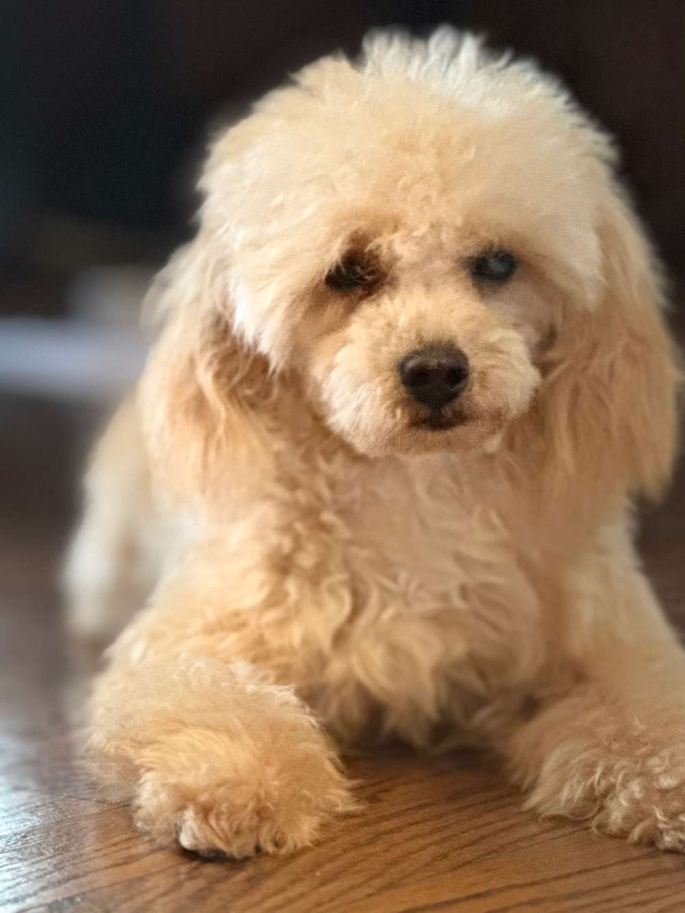 Crate Trained Toy Poodle