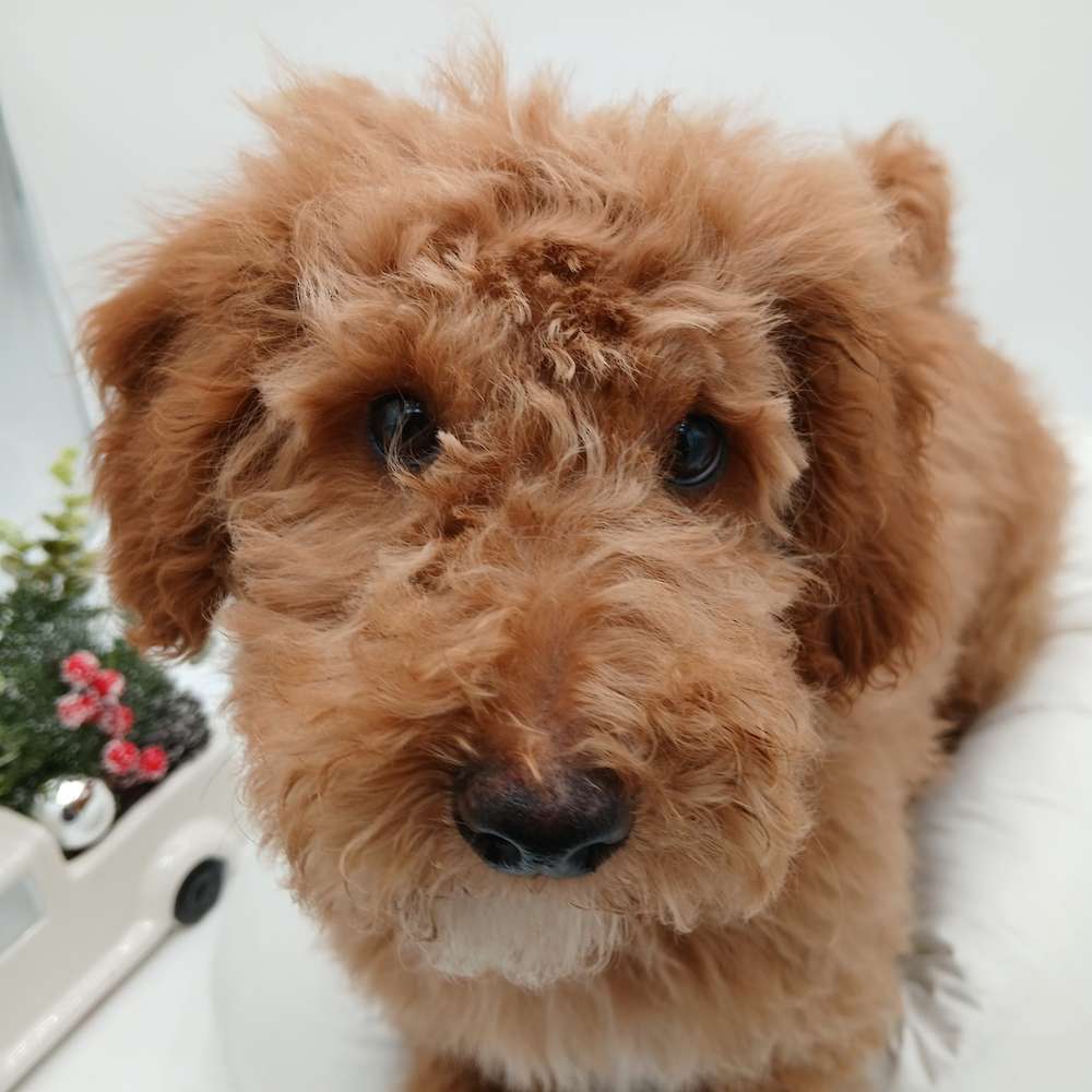 Male mini
Red and white
Expected weight 12 to 15lbs
$2500