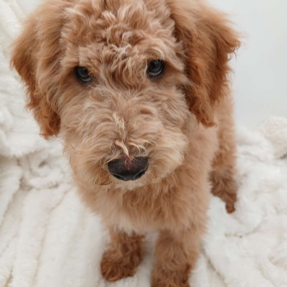 Male
Expected weight 12-18 lbs
Red with a touch of tuxedo white
$1200