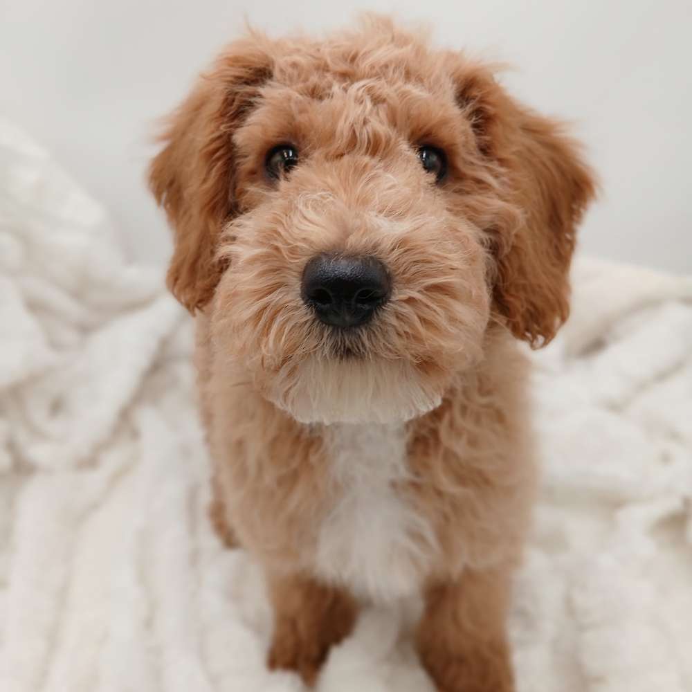 Male 
Red and white Tuxedo Mini 
Expected weight 12-18 lbs
$2500