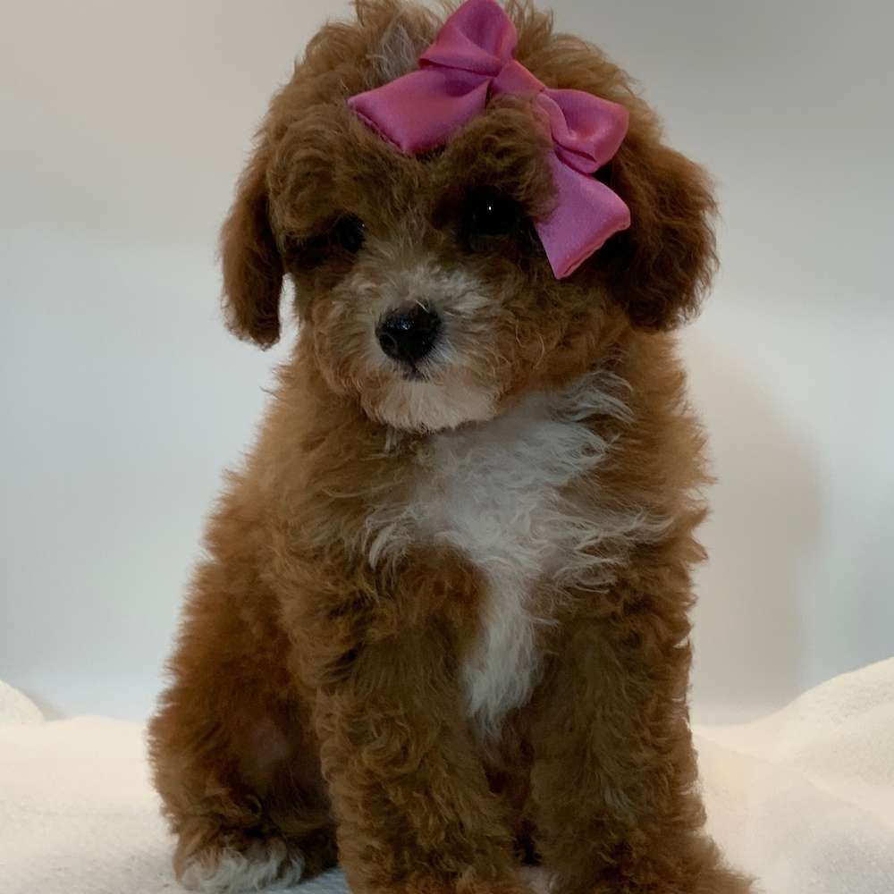 Toy Poodle AKC