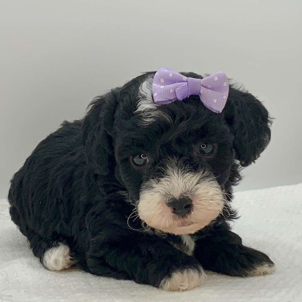 Juliet is all heart!♥️