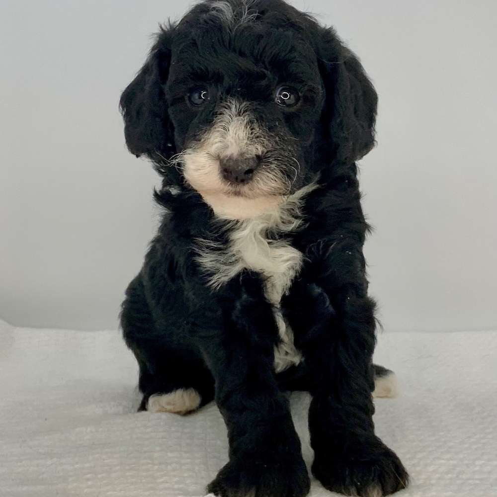 Romeo is ready to make your heart throb!