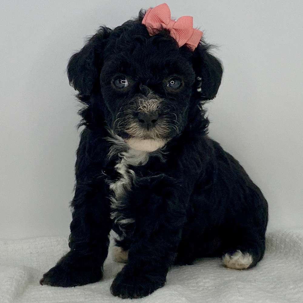 Rosie is perfect for cuddles and Kisses!