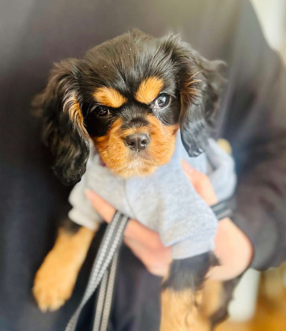 Potty Training in the Winter! Our Fur-Baby is Warm!