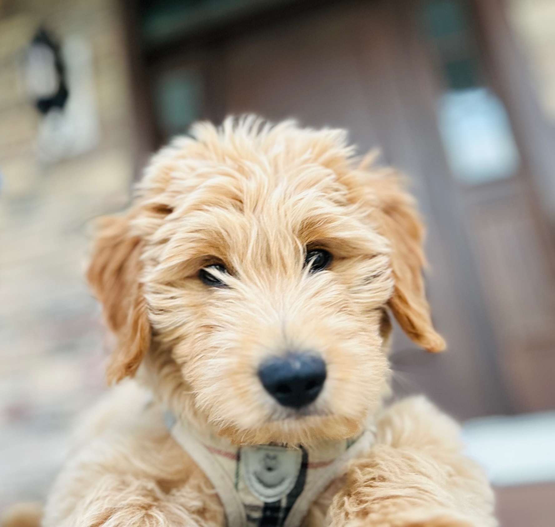 Priscilla's Perfect Puppies!