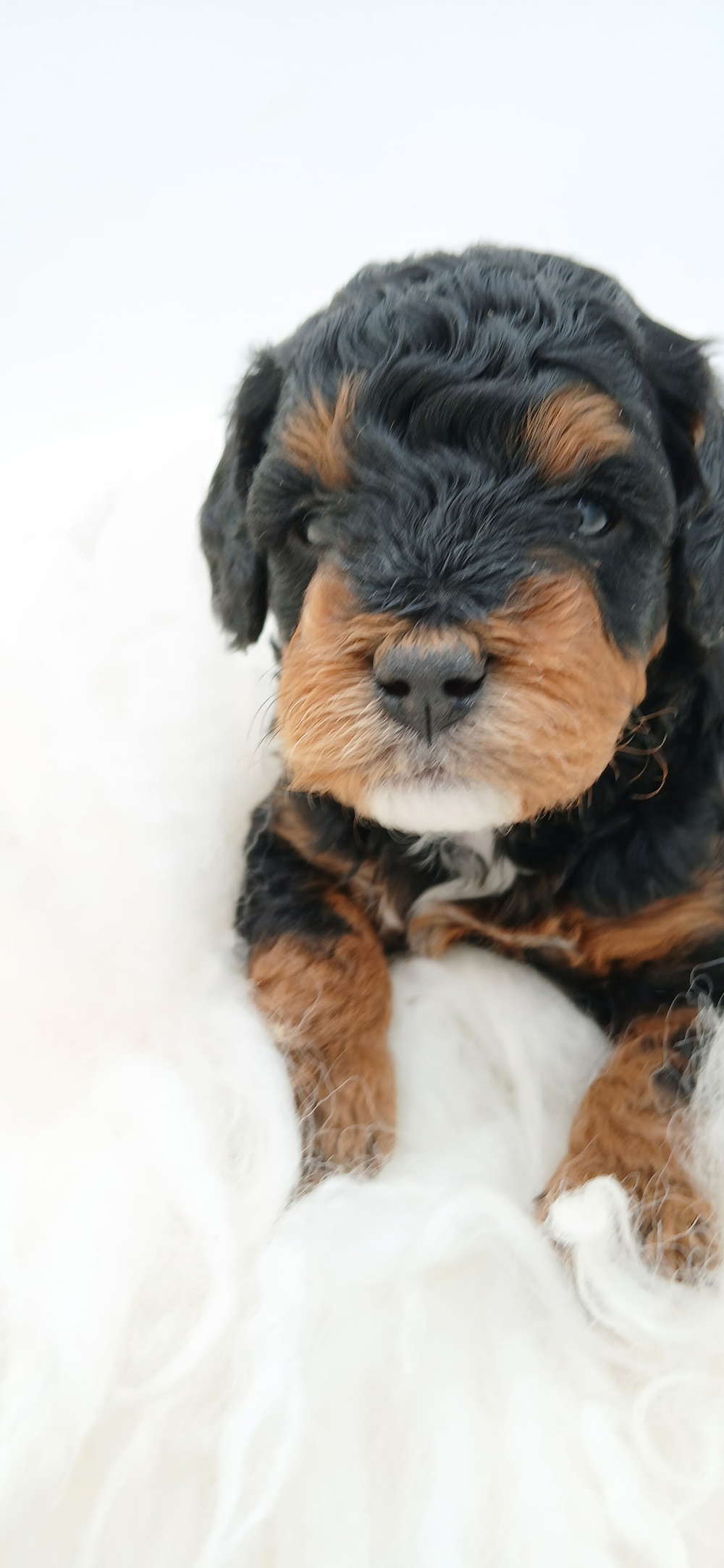 Mini Bernadoodles